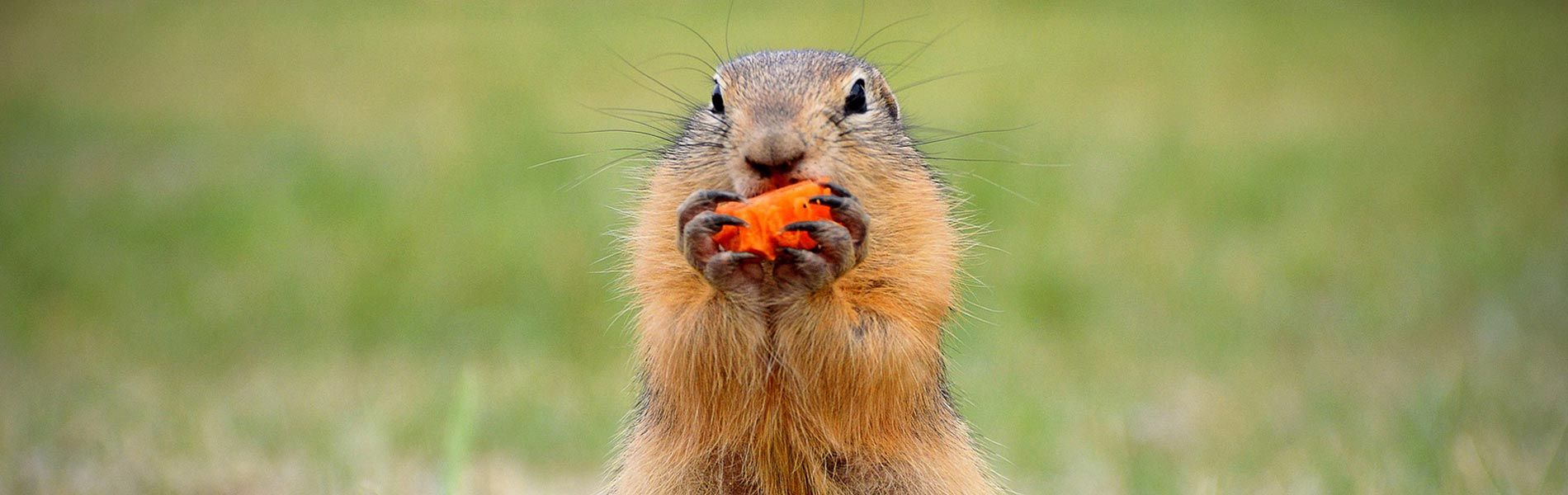 Camping Serres Ciela Village Les 2 Soleils Hautes Alpes marmotte